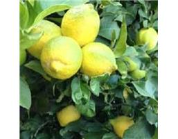 Organic Lemon