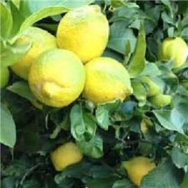 Organic Lemon